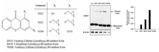 비정상적 HSP27 이형화 생성능에 따른 Xanthone 화합물의 선정