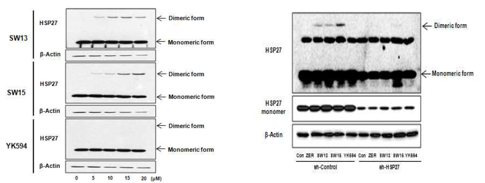 SW15 화합물의 HSP27 단백질 특이적 및 용량 의존적 HSP27의 비정상적 이형화 형성능