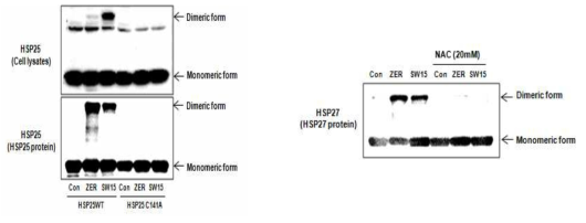 SW15에 의한 이형화는 HSP27 cystein 잔기에서 일어남