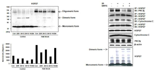 SW15처리에 의한 HSP27 정상적 기능의 저해