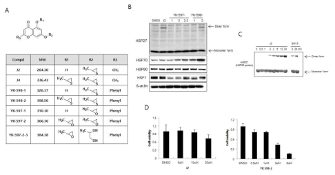 스크리닝을 한 Chromone 구조 화합물의 구조 (A) 및 HSP27 단백질 (cell free system) 및 세포시스템 (NCI-H460 cell lysate) (B와 C)을 이용한 이형화 형성능 스크리닝 다양한 chromone 구조의 화합물 스크리닝을 통한 J2의 도출. (D) J2와 YK598-2의 MTT assay에 의한 세포독성 실험