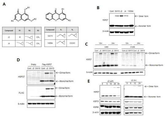 J2는 SW15보다 비정상적 이형화 형성능이 좋았고 (A, B), HSP27 단백 존재하에서 이러한 비정상적 이형화를 유도하였으며 (C, D) 용량 의존적 HSP27 단백질 비정상적 이형화 형성능을 유도함 (E). NCI-H460 세포, shHSP27 발현 NCI-H460 세포 및 NCI-H1299세포에서 J2를 다양한 용량으로 처리한 후 HSP27 단백질의 비정상적 이형화를 Western blotting으로 관찰