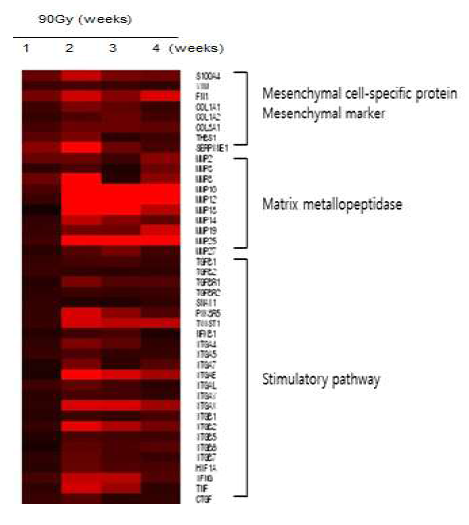 90 Gy focal 방사선 조사한 마우스 폐조직의 Microarray 분석을 통한 섬유화 마커의 발현 변화