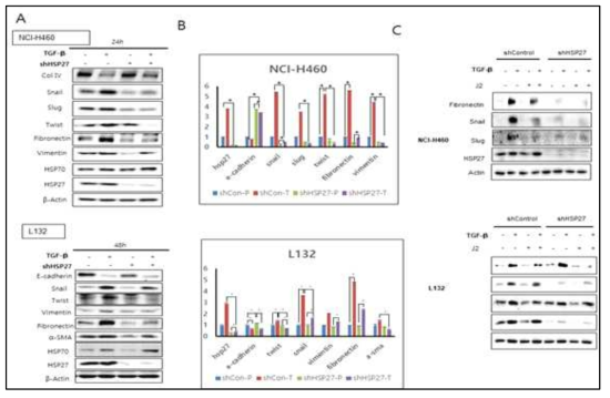HSP27 knockdown에 의한 EMT 마커의 발현 변화. L132 lung fibroblast 및 NCI-H460 lung adenocarcinoma cell에서 HSP27을 knock down (shHSP27) 시킨 후 TGFbeta 처리에 의한 Western blotting과 real time RT-PCR을 통한 확인 (NCI-H460–위, L132 세포-아래)
