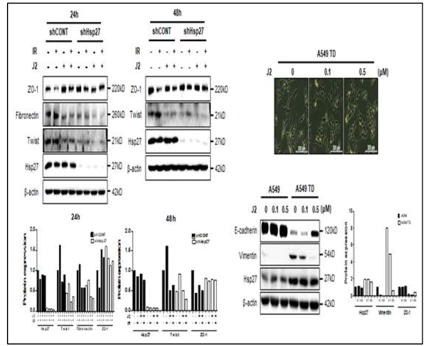 HSP27을 knockdown (shHSP27)시킨 NCI-H460세포에서는 J2를 24시간 및 48시간 처리하였을 경우 방사선에 의한 EMT 억제효과가 나타나지 않음을 확인 (좌). TGFbeta를 A549 lung cancer cells에 지속적으로 처리하여 EMT를 진행시킨 세포 (A549TD)세포에 J2를 처리한 경우 EMT 진행이 저해됨을 확인 (우)