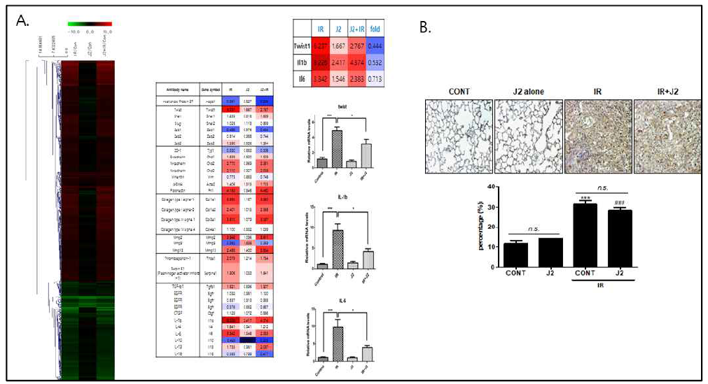 A: J2 처리에 의한 폐섬유화 저해 타겟 발굴: 정상마우스 폐, J2 (15 mg/kg)만 처리한 폐, 방사선 (75Gy, focal) 처리한 폐 및 방사선과 J2을 함께 처리한 폐조직을 적출하여 cDNA microarray를 실시한 결과 (좌) J2는 15mg/kg의 농도로 하루걸러 4주간 복강내 투어. twist, il1beta, il6를 대상으로 폐조직에서 qRT-PCR를 시행한 결과 (우), B: 방사선 조사후 4주후 적출한 폐조직에서 HSP27에 대한 면역염색 (위) 및 염색된 부분의 정량화 (아래)