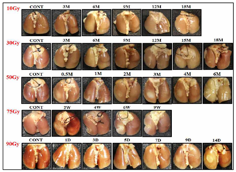 방사선 선량별, 기간별 폐 조직의 Gross image. 마우스에서 적출한 폐조직을 관찰하기 위해 10% formaldehyde를 이용하여 고정시켜 관찰함