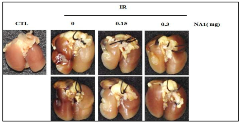 방사선 75 Gy 조사후 HSP27 저해제 선도물질 NA1의 용량별 (0.15, 0.3 mg) 폐조직의 gross image. 6주후 마우스에서 적출한 폐조직을 관찰하기 위해 10% formaldehyde를 이용하여 고정시켜 관찰함