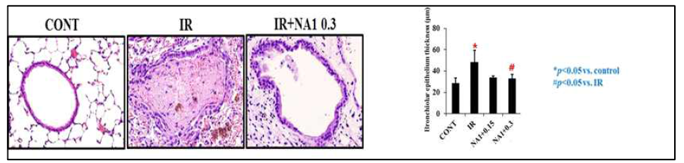 H&E 염색을 통한 폐섬유화 - bronchiolar epithelium thickness 측정. 75 Gy 6주 후 H&E 염색을 통한 Bronchiolar epithelium thickness 측정 결과 75 Gy 방사선 조사된 그룹에서는 기관지 벽의 두께가 증가되어 있음을 확인하였음. 또한 NA1 0.3 mg에서 방사선에 의한 기관지벽의 두꺼워지는 현상을 억제함을 확인함