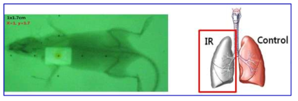 left-whole lung 방사선조사 폐렴 동물 모델