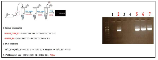 좌: HSP25 과발현 마우스 모델의 genotyping 과정, 우: HSP25 과발현 마우스 모델의 genotyping 결과. 마우스 2, 5, 6, 7번 마우스를 선별함