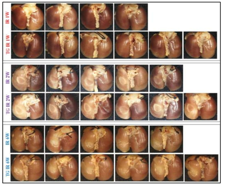 75Gy 방사선 선량에 의한 기간별 폐조직의 Gross finding. 마우스 왼쪽폐 전체에 20Gy의 방사선을 조사한 후 기간별로 마우스를 희생하여 10% formaldehyde를 이용하여 고정시켜 관찰함. IR : Irradiated hsp27 Wild type mouse, TG IR : Irradiated hsp27 transgenic mouse