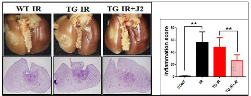 HSP27 유전자조작 마우스에서 gross finding 및 H&E staining을 통한 hsp27 억제 후보물질의 폐섬유화 억제 효능 평가