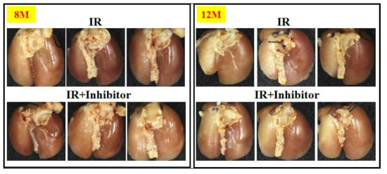 Left-whole lung에 20 Gy 방사선 조사된 마우스 폐조직의 8개월, 12개월 Gross finding