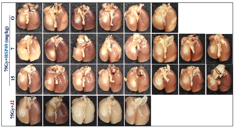 방사선 75 Gy 조사 후 HSP27 저해제 HSP49 및 J2를 투여한 폐조직의 Gross finding. 마우스 왼쪽 폐에 75Gy의 방사선을 조사한 후 6주후에 마우스를 희생하여 10% formaldehyde를 이용하여 고정시켜 관찰함