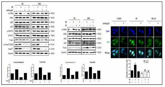 L132 정상 폐세포에 shHSP27을 stably 발현하게 만들고 방사선 (5 Gy)에 의한 NFkB 활성화를 IkB 인산화로 확인하였고 Stat3 인산화 및 HSP27의 인산화도 Twist 발현과 함께 Western blotting으로 확인함 (좌). 또한 J2를 처리한 후 Western blotting을 확인함 (중간). shHSP27세포에 J2를 처리하고 p65 (NFkB component)의 핵으로의 translocation을 세포면역형광법으로 관찰 (우)