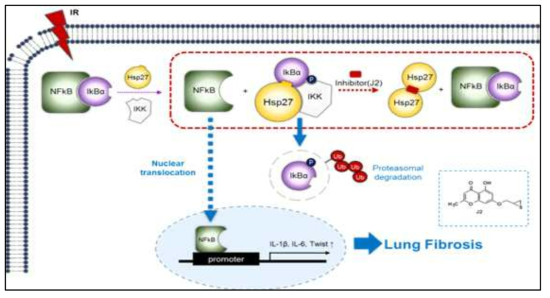방사선에 의한 폐섬유화 과정에 HSP27이 어떻게 관여하는가에 대한 그림. 방사선에 의해 활성화된 NFkB를 HSP27이 IkB와 결합함으로써 더 활성화시키고 이러한 활성화가 Twist, IL1-beta 및 IL-6의 발현과 관련있음