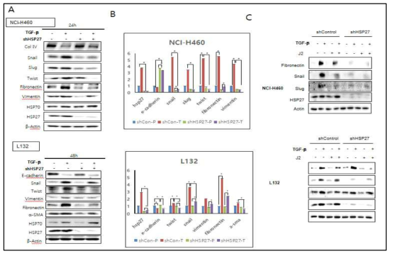TGFbeta 처리에 의한 J2의 EMT 마커발현 저해가 HSP27 특이적 현상임을 확인: NCI-H460 및 L132세포에 shHSP27을 stable하게 knock down한 세포를 제작한 후 J2를 10 uM로 처리한 후 5 nM TGFbeta를 처리하여 EMT 마커를 24시간 및 48시간 후에 Western blotting 또는 qRT-PCR로 확인