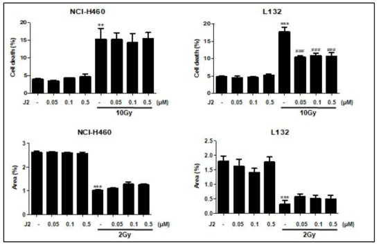 NCI-H460 폐암세포 및 L132 정상폐세포를 대상으로 한 세포사 및 Colony counting 측정. NCI-H460 세포 및 L132세포에 방사선 10Gy와 J2를 농도별로 같이 처리한 후 Flow cytometry법으로 세포사 측정 (위). J2를 처리한후 방사선 2Gy를 조사하여 Colony counting assay를 실시하여 14일후 나타난 Colony 수 측정 (아래)