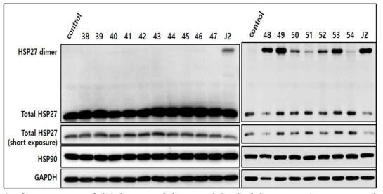 HSP27 비정상적 dimer 형성능 스트리닝. 각 화합물 10 uM을 NCI-H460세포에 처리한 후 24시간에 Western blotting을 실시하여 HSP27, HSP90등을 확인