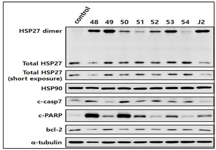 HSP49의 capsase-7 및 PAPR cleavage 관찰. 각 화합물 10 uM을 NCI-H460 세포에 처리한 후 24시간에 Western blotting을 실시하여 HSP27, HSP90, Caspare-7 및 PAPR cleavage 관찰
