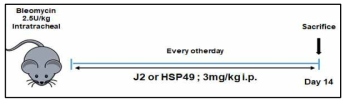 Blemycin (BLM)에 의해 유도되는 폐섬유화 모델에서 J2 또는 HSP49 처리