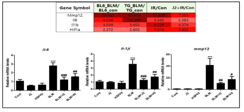 BLM 처리에 의해 정상쥐 및 TG마우스에서 모두 증가를 보이는 Fibrosis 마커의 microarray 결과 (위) 및 qRT-PCR 결과 (아래)