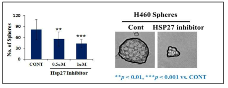 H460 stem-like cell sphere formation에서 J2의 역할. HSP27 저해제: J2