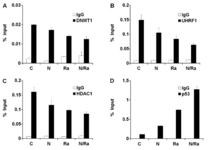 Naph와 방사선 처리 후 p21 프로모터 상의 HDAC1, UHRF1, DNMT1의 점유율 관찰