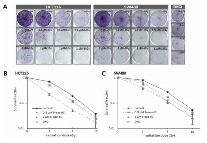 Colony formation을 이용하여 5-aza-CdR 및 방사선 단독처리 및 병용처리에 의한 cell viability 효과 검증