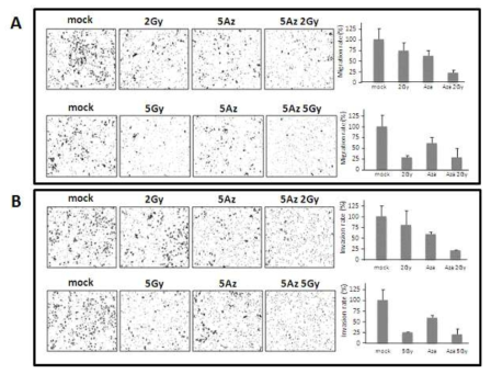 HCT116 세포주에 5-aza-CdR (0.5uM) 및 방사선 조사(2 Gy 및 5 Gy)에 따른 migration (A) 및 invasion (B) 분석 (좌), migration 및 invasion 된 세포수를 counting하여 그래프로 나타냄 (우)