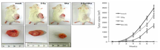 2 Gy 방사선 조사와 5-aza-CdR (0.5uM)를 각각 처리한 세포와 이들을 병용 처리한 HCT116를 이용하여 SCID mouse에서의 xenograft model 시스템. 실제 마우스의 종양형성상태 (좌상), 절제한 종양 (좌하), 그리고, 종양 형성 과정을 monitoring한 결과를 그래프로 나타냄 (우)