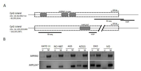 지놈에서 MIR941과 MIR1247의 CpG island 위치 (A) 및 다양한 위암세포주에서 MSP 방법을 이용한 MIR941과 MIR1247의 Methylation 분석 (B)