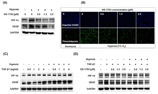 마우스 유래 유방암 세포주 FM3A 세포에서 HS-1793의 저산소증 개선 효과 확인