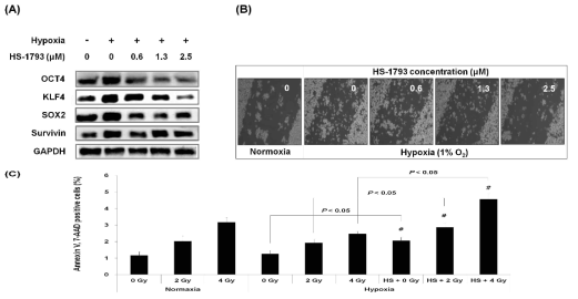 저산소환경에서 HS-1793의 종양줄기세포 및 방사선 저항성에 미치는 영향 확인