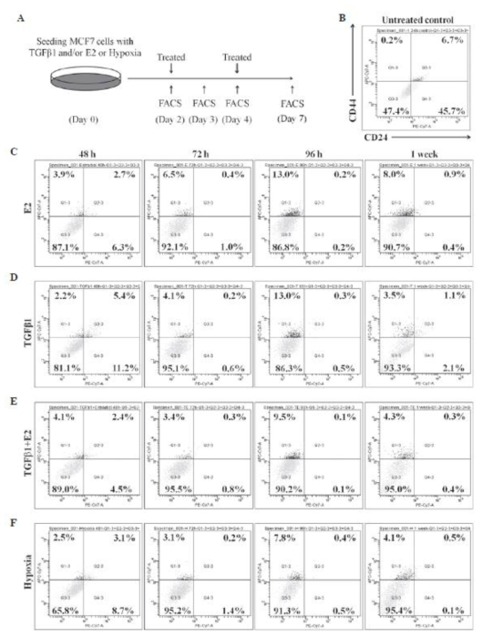 MCF7 세포에서 Estradiol(10nM), TGF-b1 (1ng/ml)과 1% 산소의 Hypoxia 환경을 처리하고 유세포 분석기를 이용하여 유방암 종양줄기세포 표지 단백질인 CD24-/CD44+의 양을 측정함