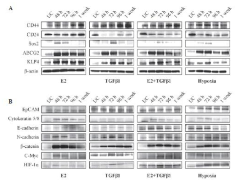 Estradiol, TGF-b1과 Hypoxia를 처리한 실험에서 Western blot 분석을 통해 각 종양줄기세포 관련 단백질 (A)과 EMT 관련 단백질 (B)의 발현을 조사