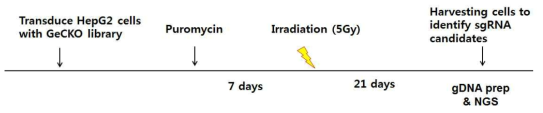 방사선 저항성을 가지는 세포에서 유전자 가위 도서관 검색 방법 모식도