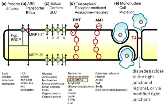 뇌혈류장벽통과가 가능한 통로(예, LDLR을 통한 transcytosis)