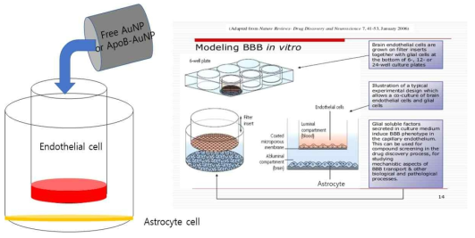 TEER 측정법을 이용한 BBB통과 실험 모식도