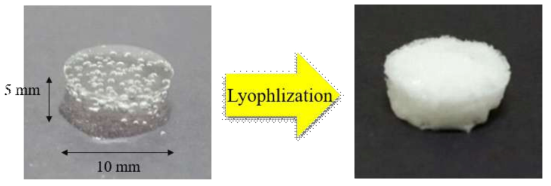 Photographs of before/after lyophilization of CMC hydrogel