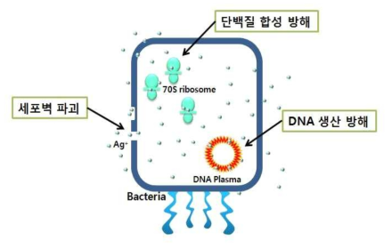 Schematic representation of silver nanoparticles induced apoptosis