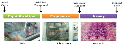 In vitro cytotoxicity assay protocol