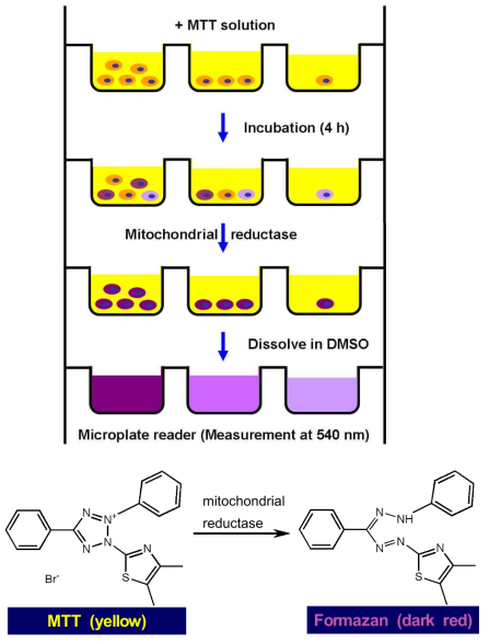 Molecular structure of MTT (Thiazolyl blue tetrazolium bromide) and their corresponding reaction product (formazan)