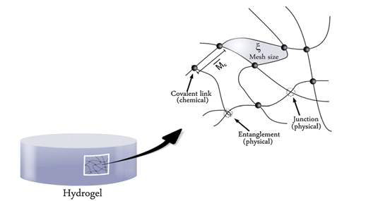 A cross-linked hydrogel structure with the mesh size ξ and the average molecular weight between the cross-linking points, respectively