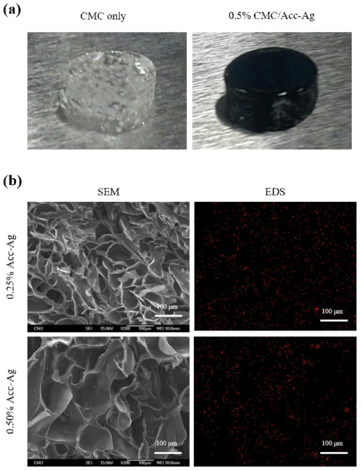 Morphology of Acc-Ag composite containing CMC hydrogel with various Acc-Ag concentration; (a) digital images, and (b) SEM and EDS images