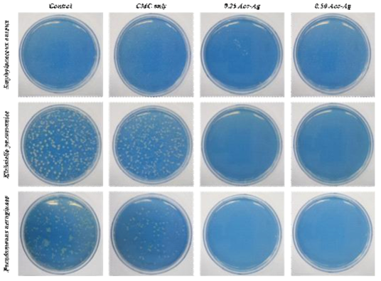 Antimicrobial test of Acc-Ag containing CMC hydrogel