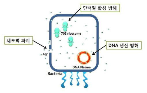 Schematic representation of silver nanoparticles induced apoptosis