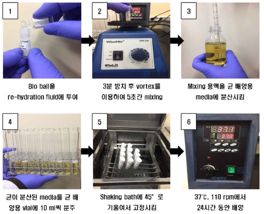 Staphylococcus aureus culture protocol for infected wound animal model