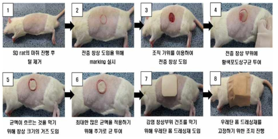 Development protocol of infected wound animal model